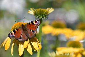Damentage zu Muttertag