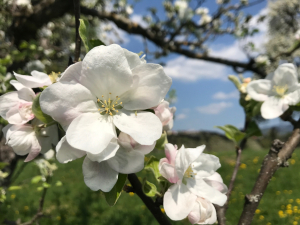 Blütenfest im Apfeldorf