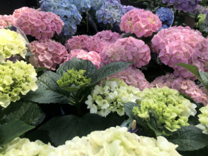 Summertime – Hortensienzeit!