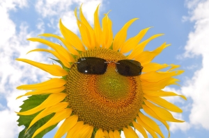 Hallo Blütensommer!